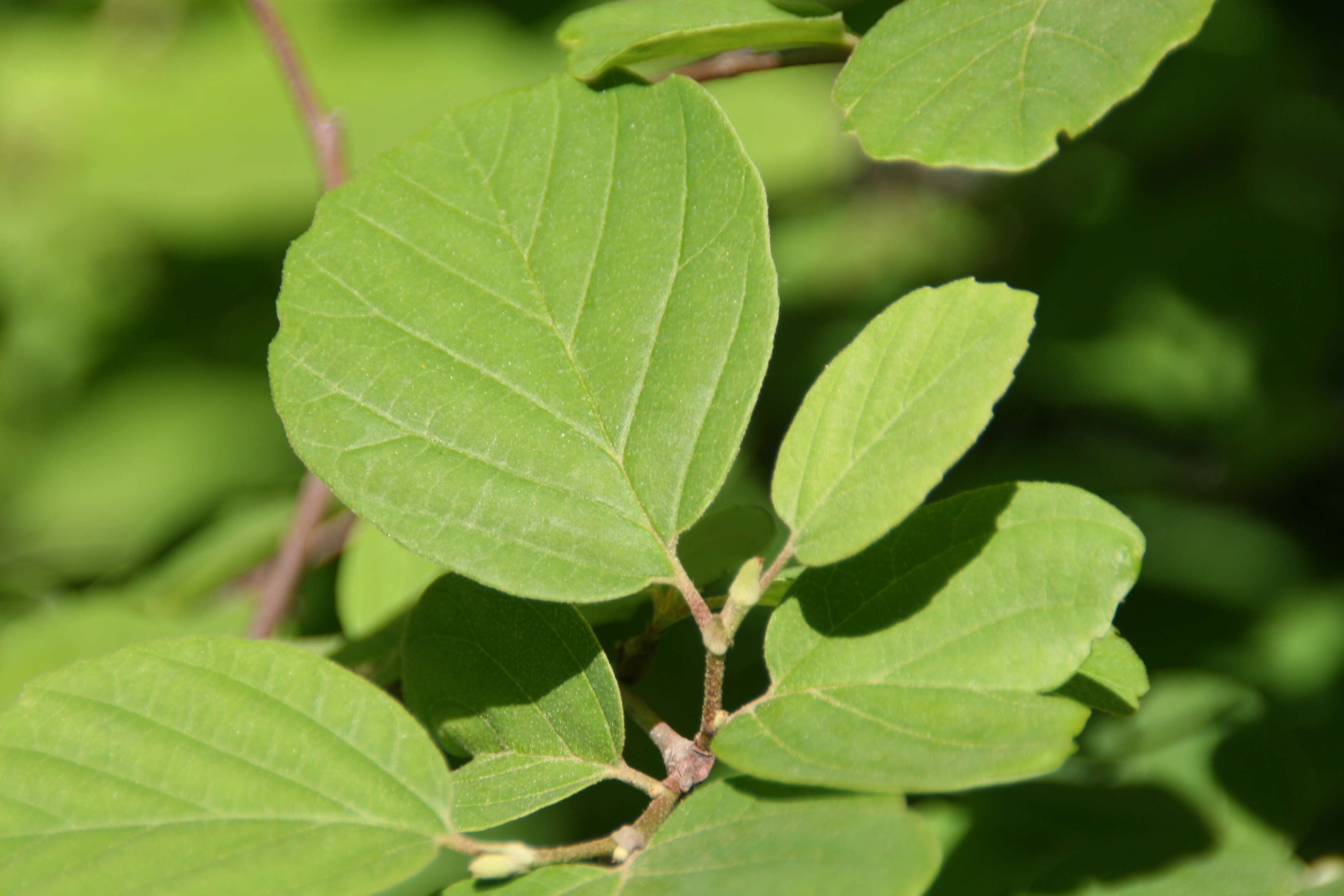 Imagem de Fothergilla gardenii Murr.