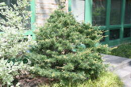 Image of Japanese White Pine