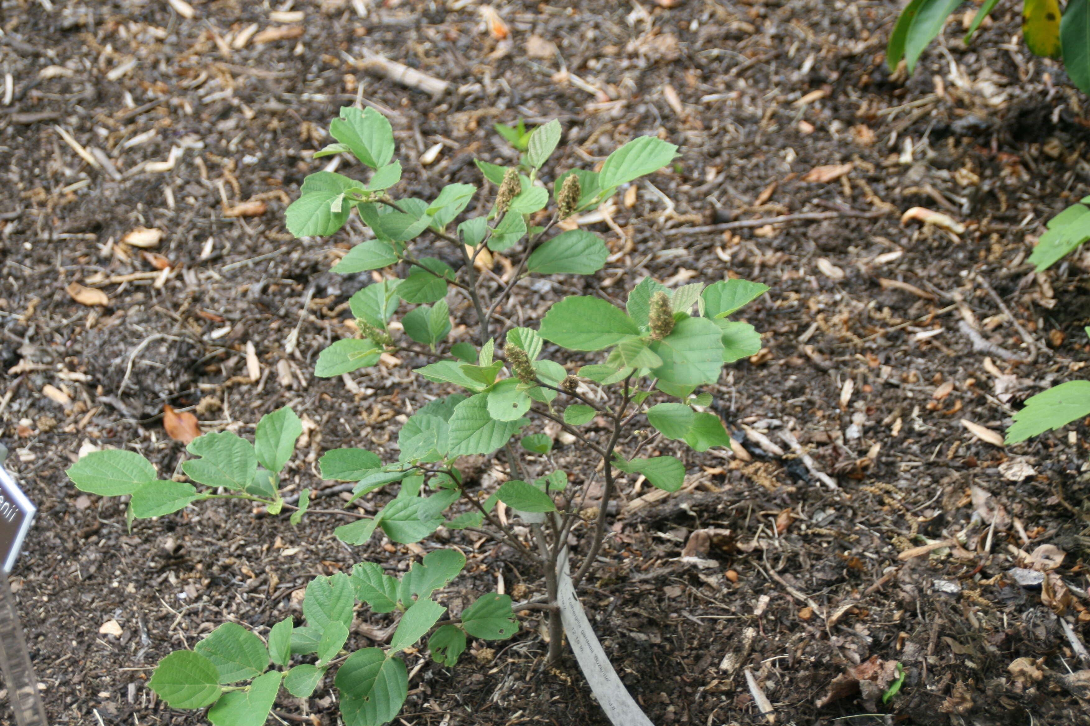 Imagem de Fothergilla gardenii Murr.