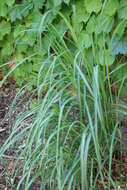 Imagem de Miscanthus sinensis Andersson