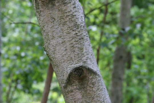 Image of Szechuan white birch