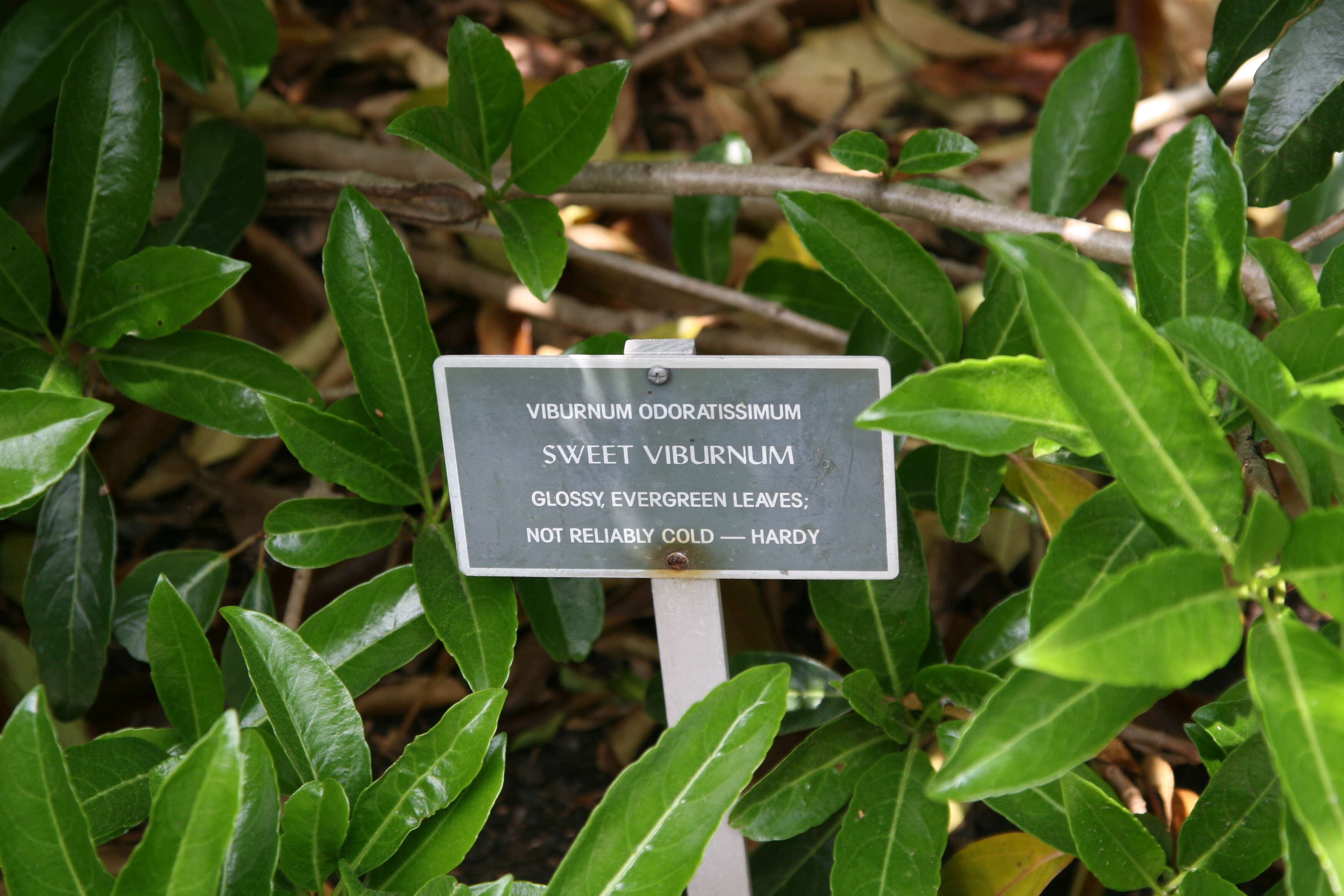 Image of Viburnum odoratissimum Ker-Gawl.