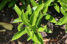 Image of Viburnum odoratissimum Ker-Gawl.