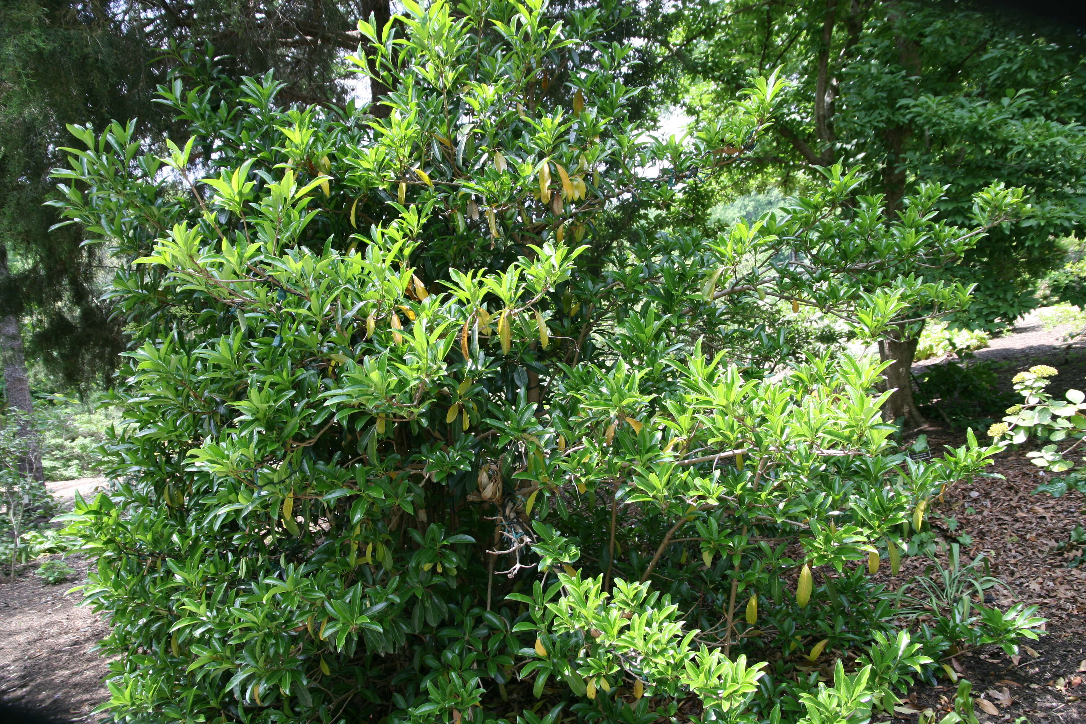 Image of Viburnum odoratissimum Ker-Gawl.