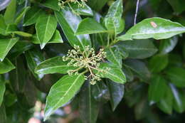 Image of Viburnum odoratissimum Ker-Gawl.