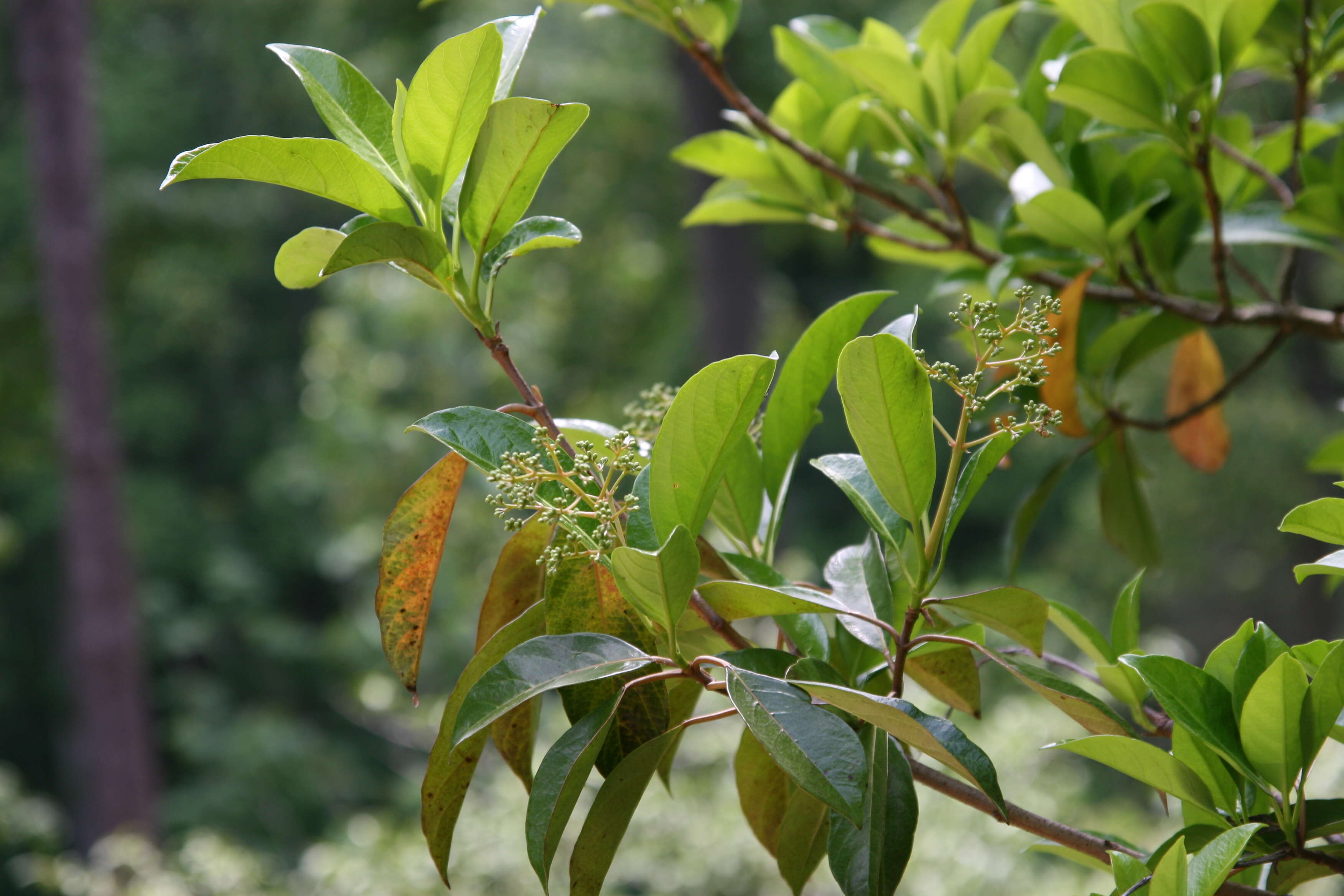 Image of Viburnum odoratissimum Ker-Gawl.