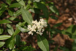 Image of possumhaw