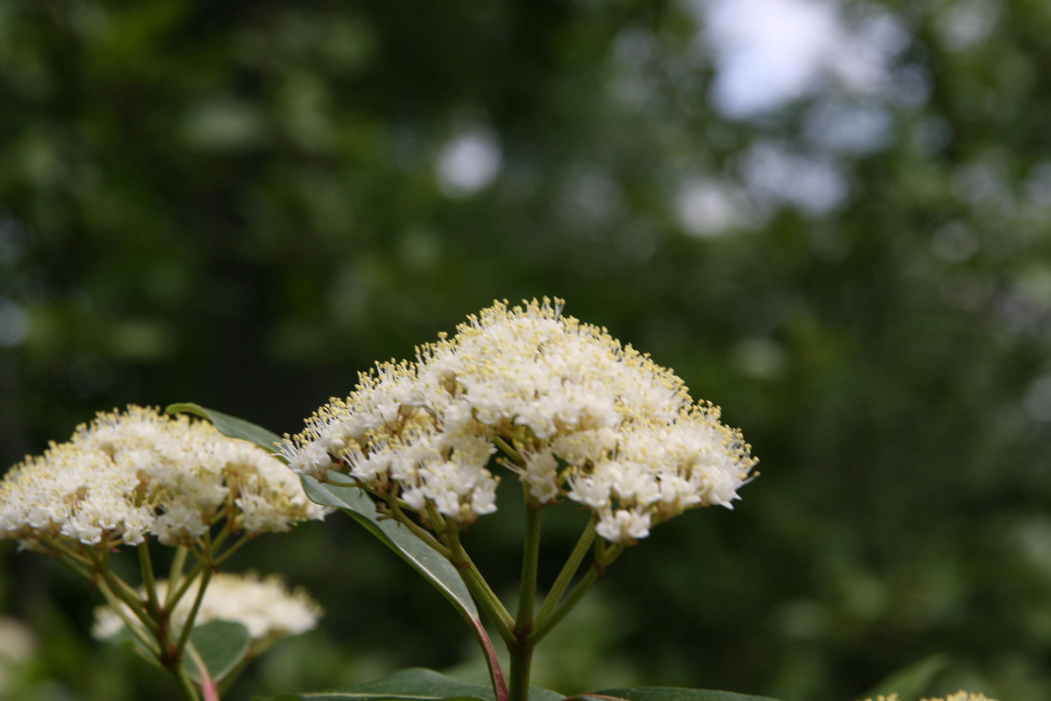 Image of possumhaw