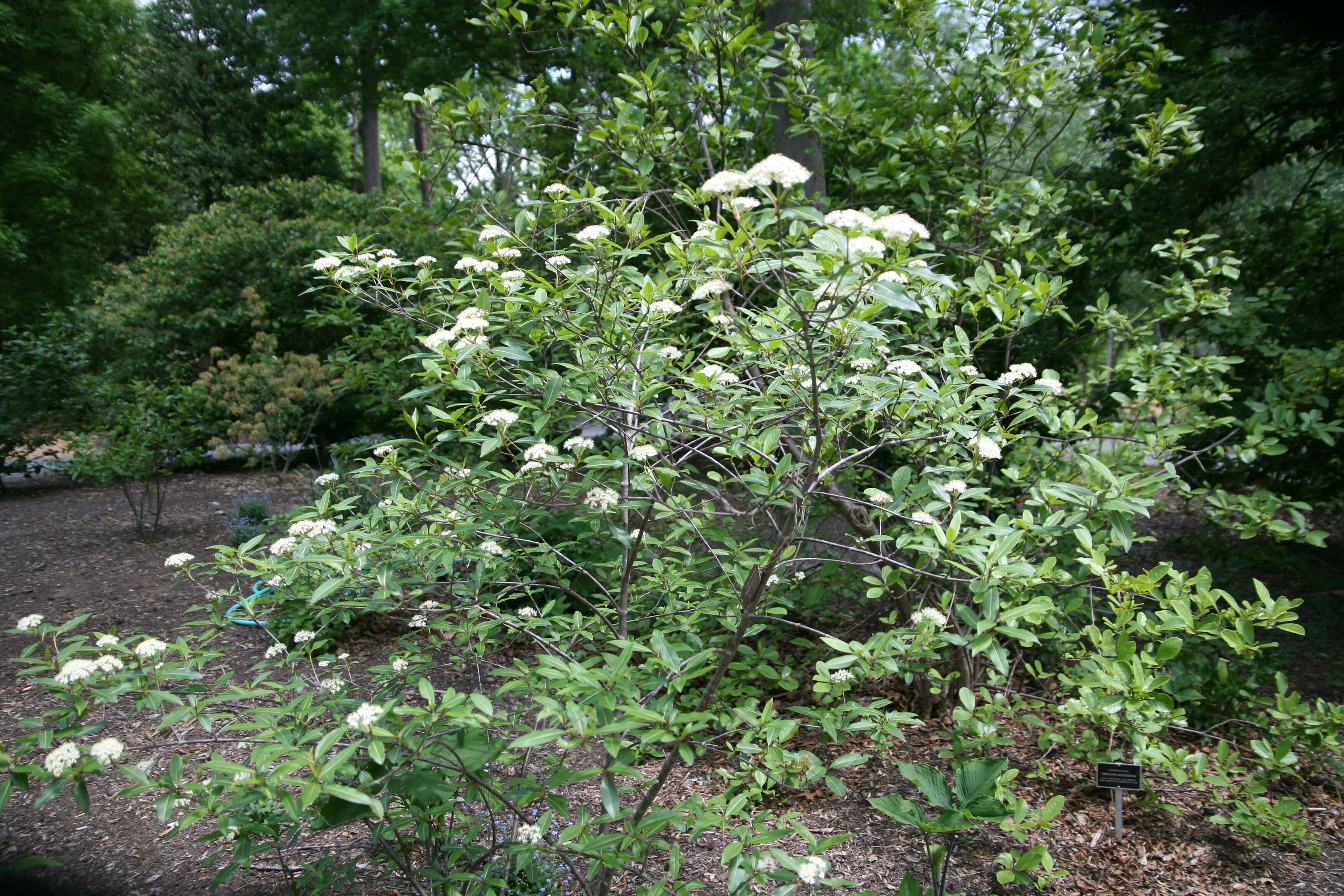 Image of possumhaw