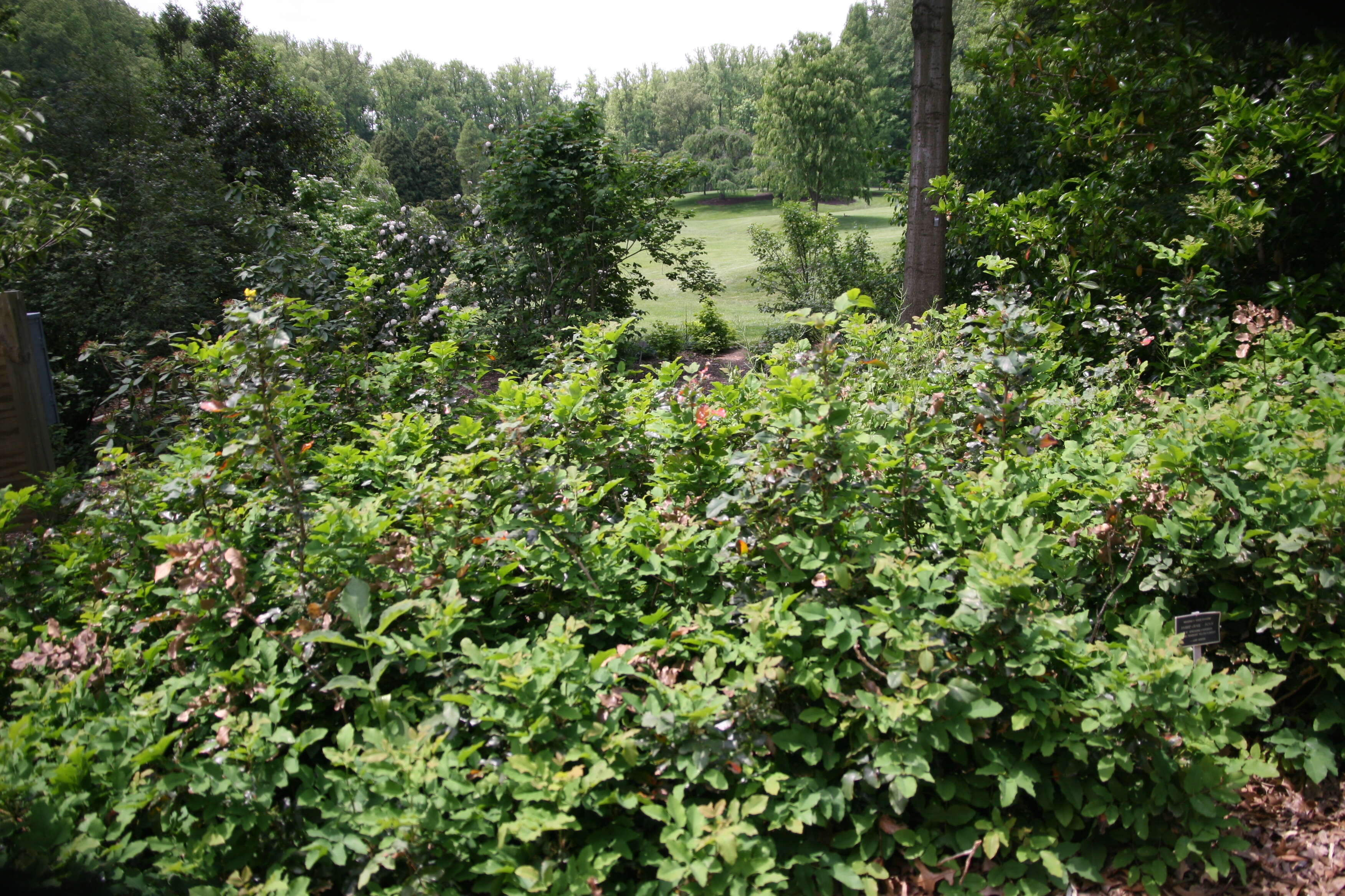 Image of Hollyleaved barberry