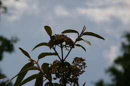 Plancia ëd Viburnum rhytidophyllum Hemsl. ex Forb. & Hemsl.