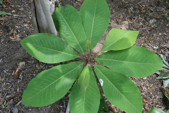 Image of Houpu Magnolia