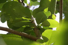Image of Houpu Magnolia