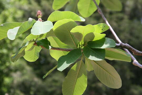 Image of Houpu Magnolia