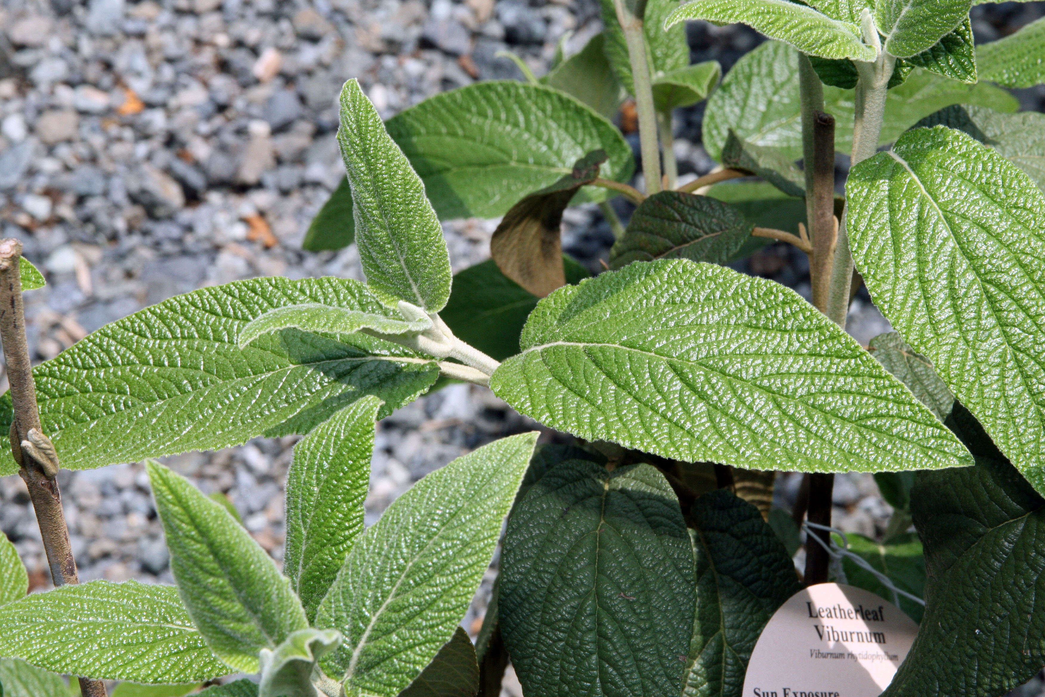 Plancia ëd Viburnum rhytidophyllum Hemsl. ex Forb. & Hemsl.