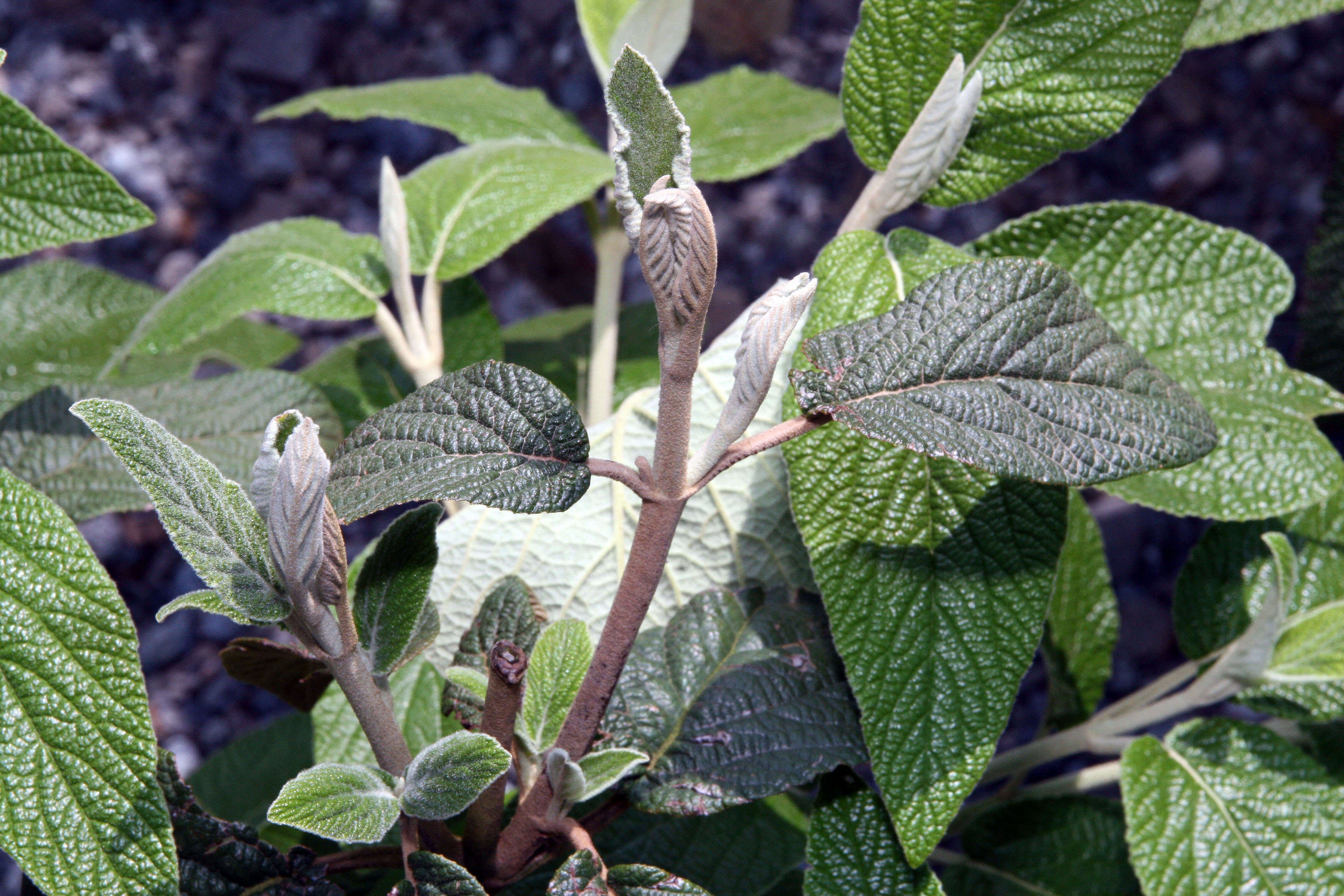 Plancia ëd Viburnum rhytidophyllum Hemsl. ex Forb. & Hemsl.