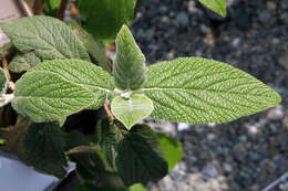 Plancia ëd Viburnum rhytidophyllum Hemsl. ex Forb. & Hemsl.