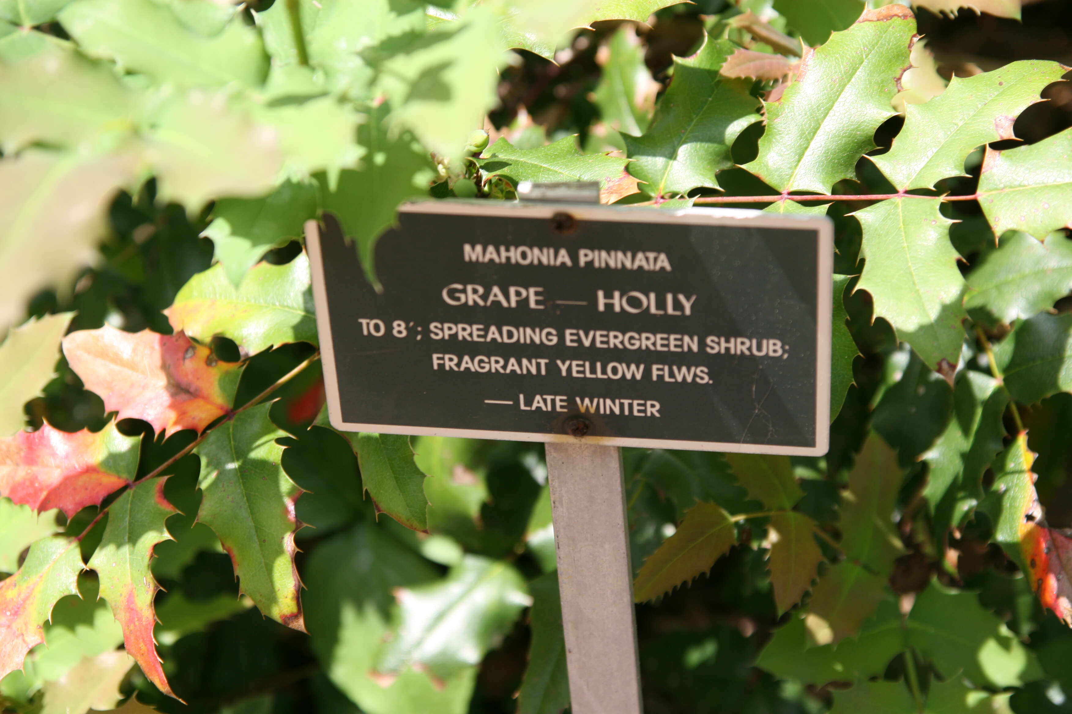 Image of wavyleaf barberry