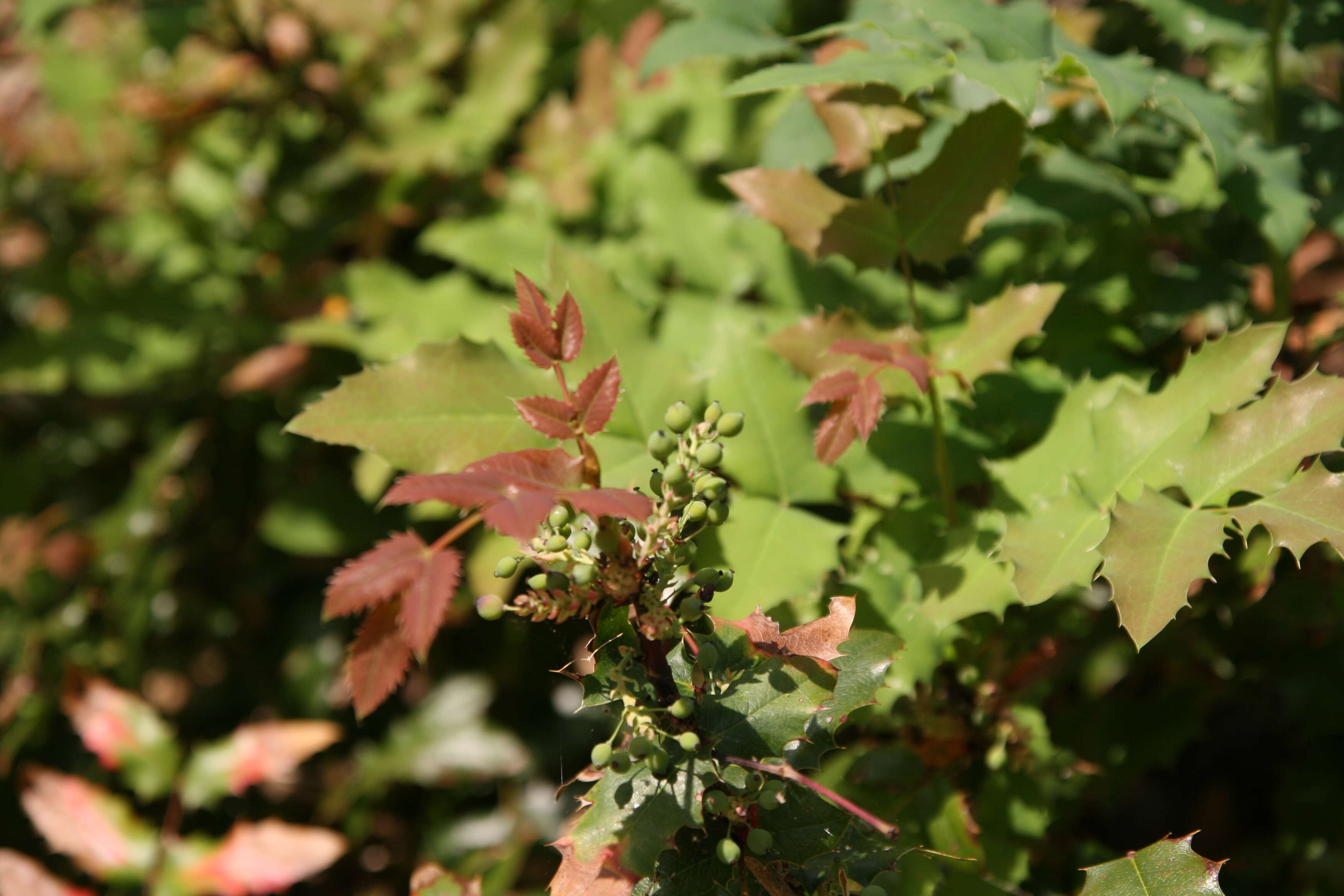 Image of wavyleaf barberry