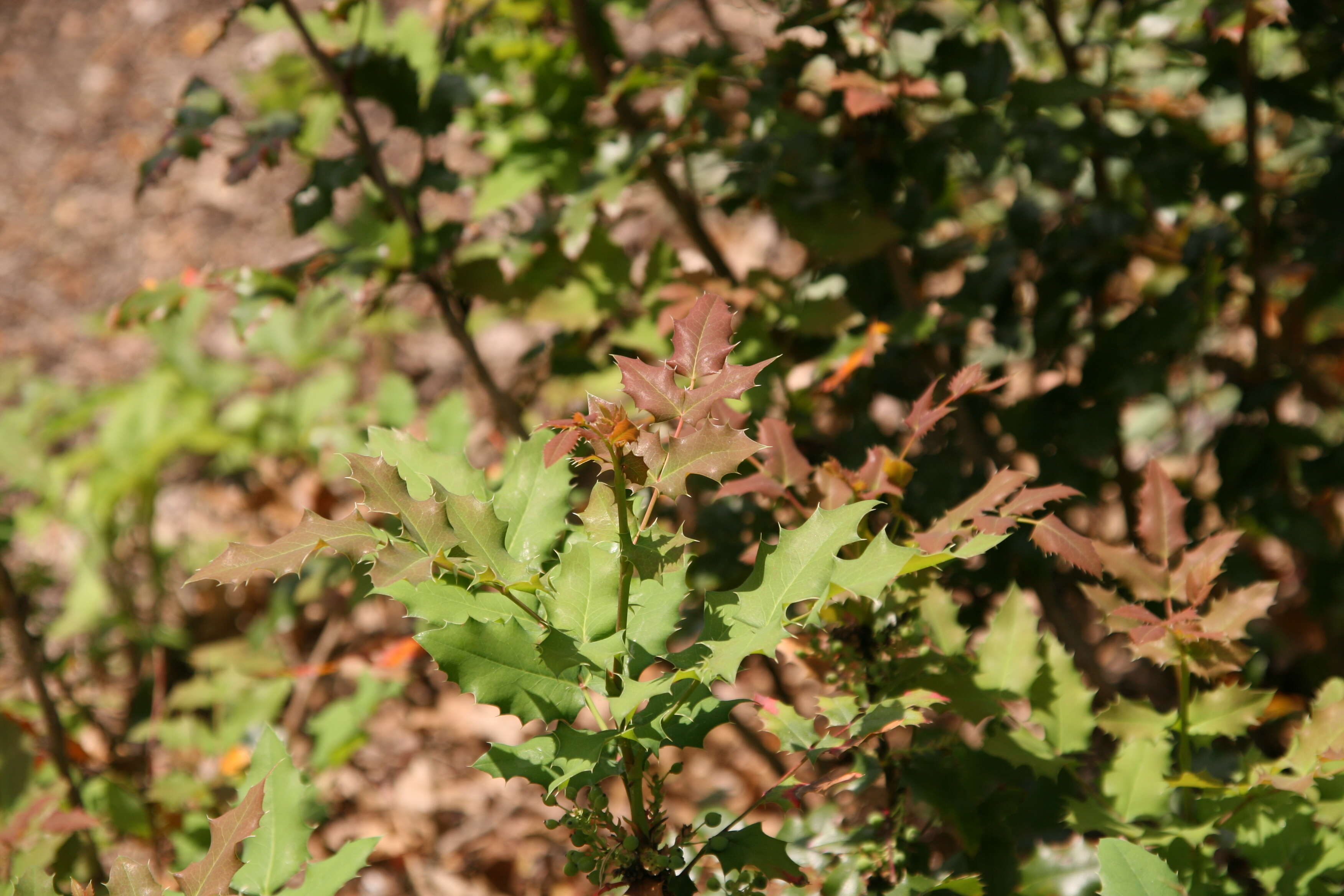 Image of wavyleaf barberry