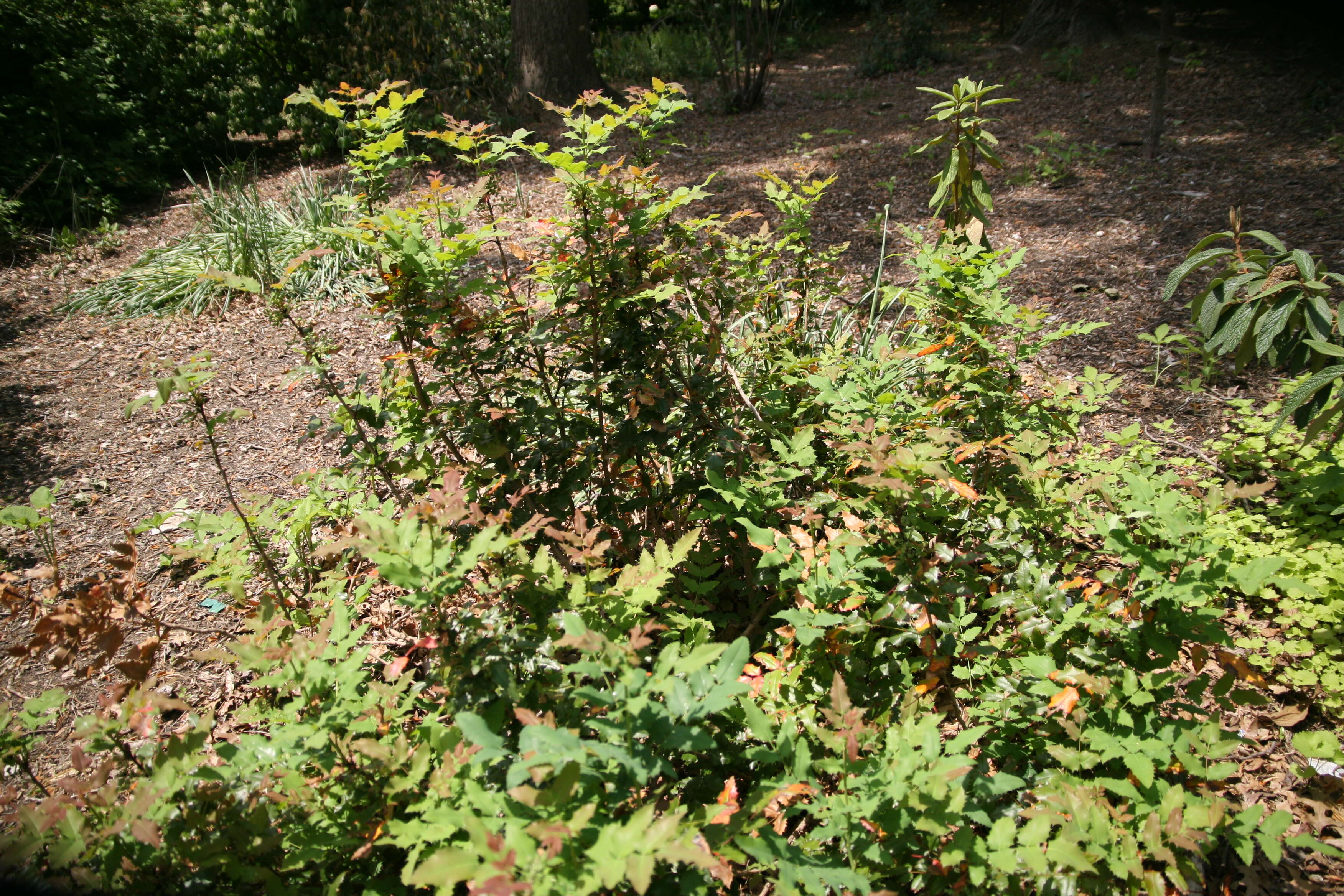 Image of wavyleaf barberry