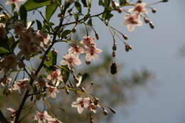 Image of Japanese snowbell