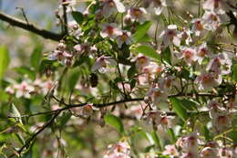 Image of Japanese snowbell