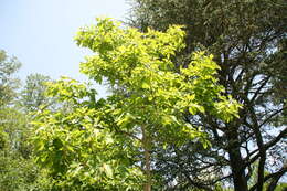 Image of Mitten tree