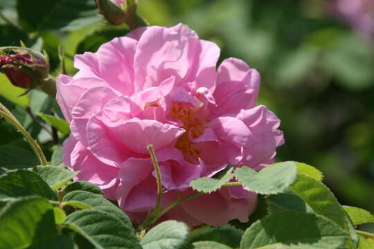 Image of damask rose