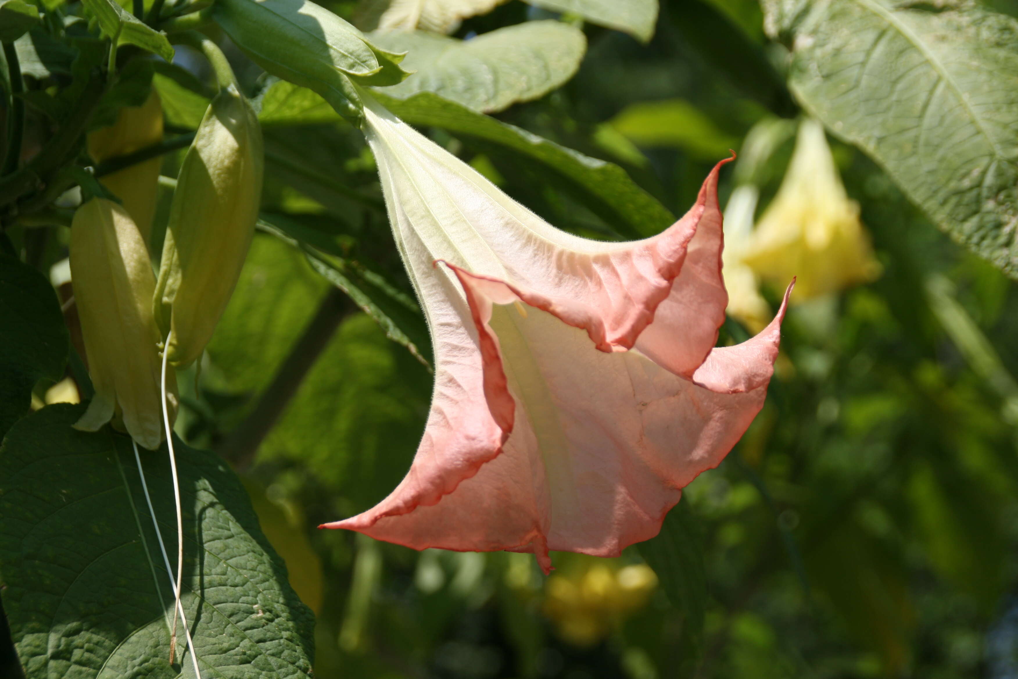 Image de Brugmansia insignis (Barb-Rodr.) T. E. Lockwood ex E. Wade Davis