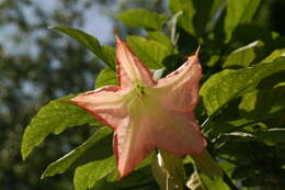 Image de Brugmansia insignis (Barb-Rodr.) T. E. Lockwood ex E. Wade Davis