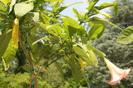 Image de Brugmansia insignis (Barb-Rodr.) T. E. Lockwood ex E. Wade Davis