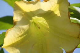 Image de Brugmansia insignis (Barb-Rodr.) T. E. Lockwood ex E. Wade Davis