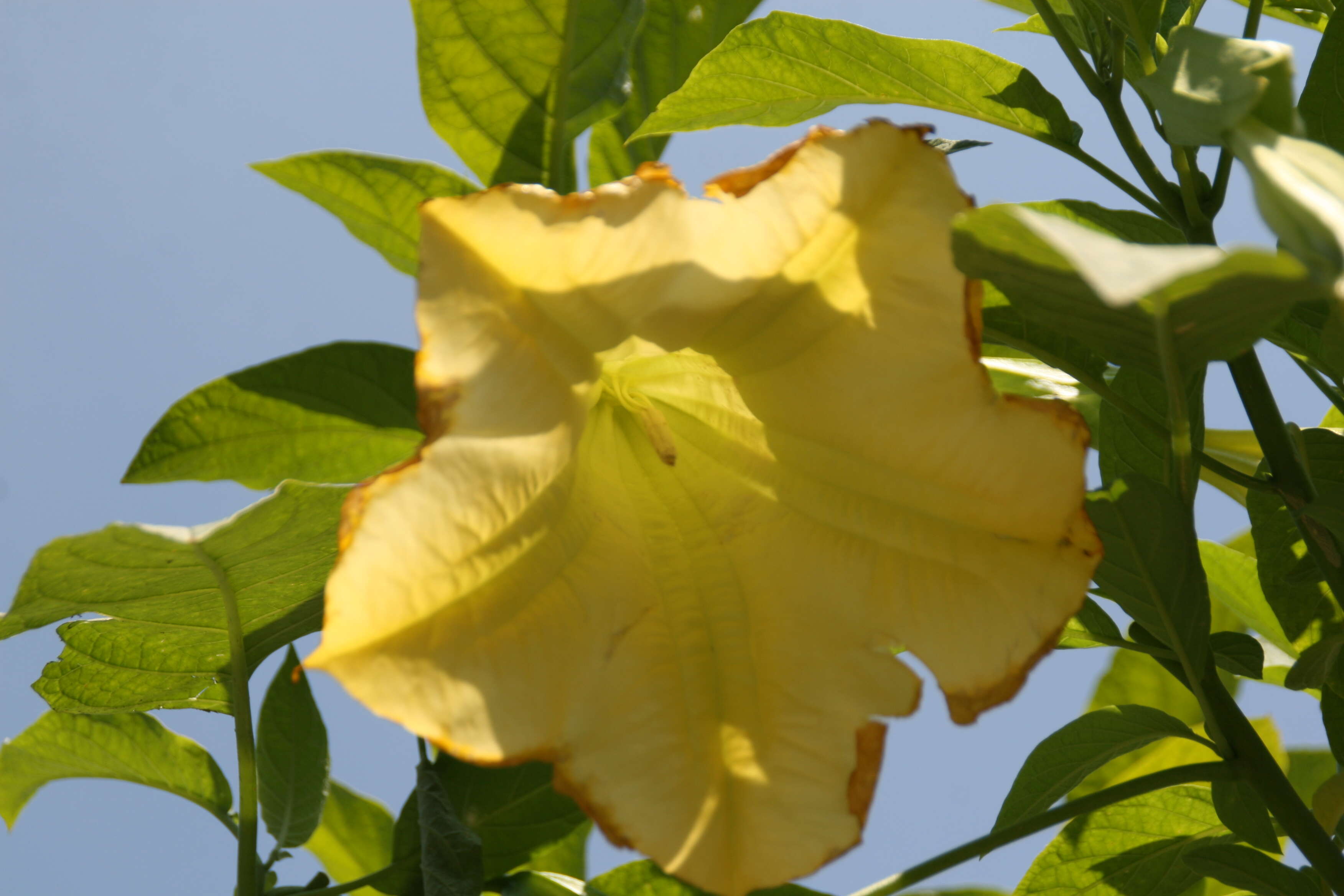 Image de Brugmansia insignis (Barb-Rodr.) T. E. Lockwood ex E. Wade Davis