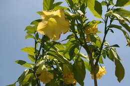 Image de Brugmansia insignis (Barb-Rodr.) T. E. Lockwood ex E. Wade Davis