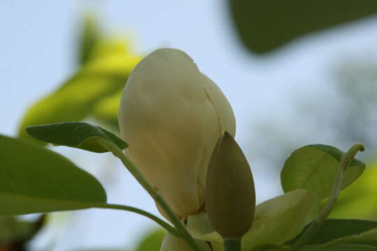 Sivun Magnolia virginiana L. kuva