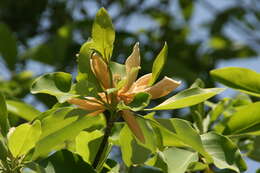 Sivun Magnolia virginiana L. kuva