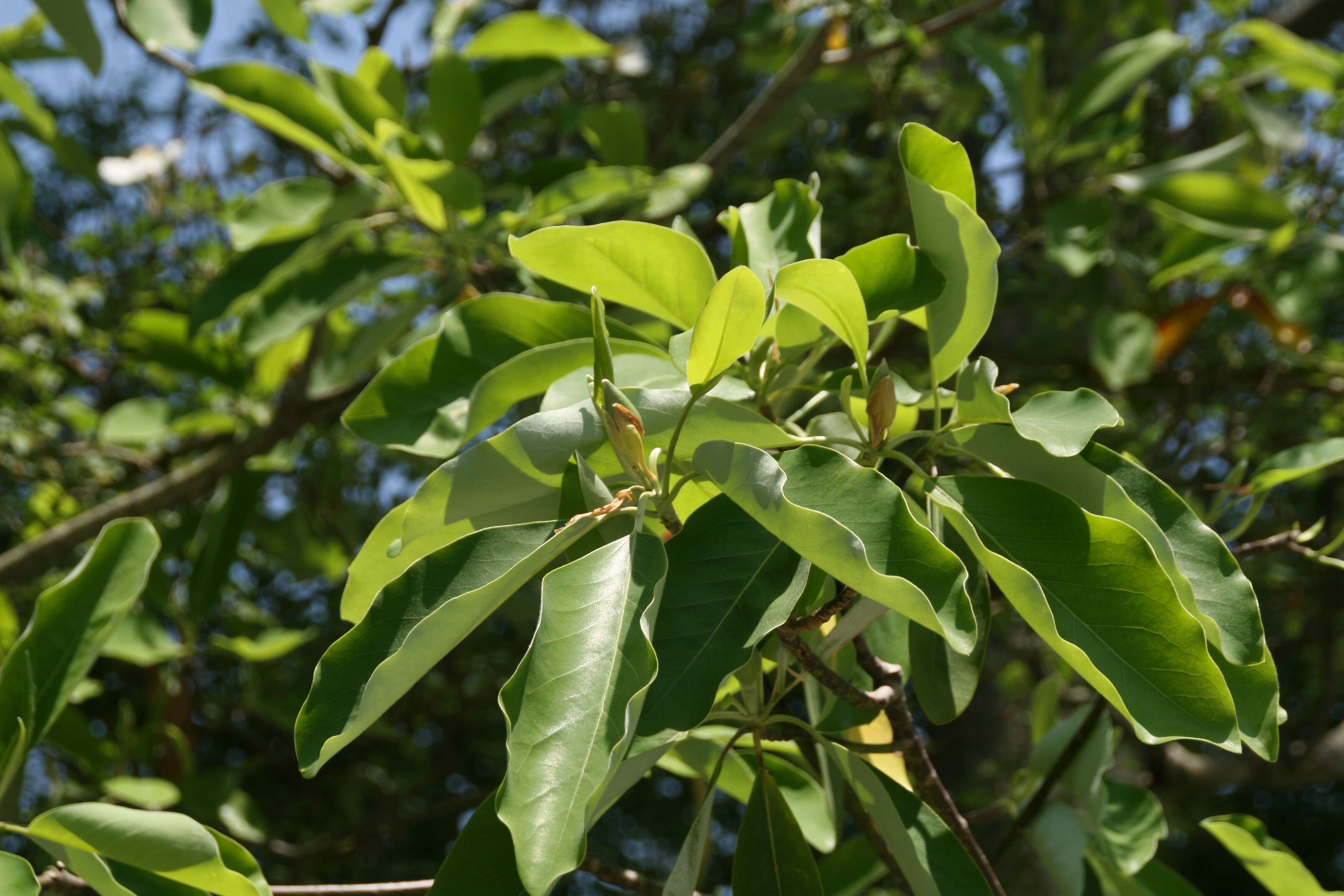 Sivun Magnolia virginiana L. kuva