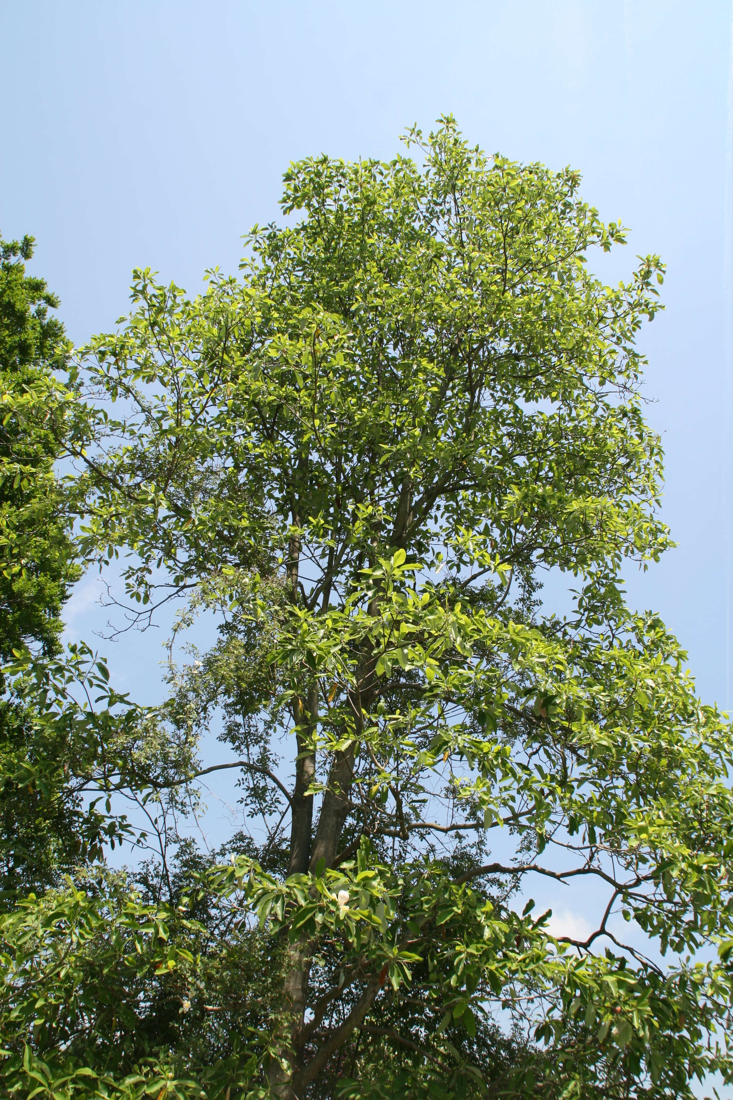 Image of Swamp Bay