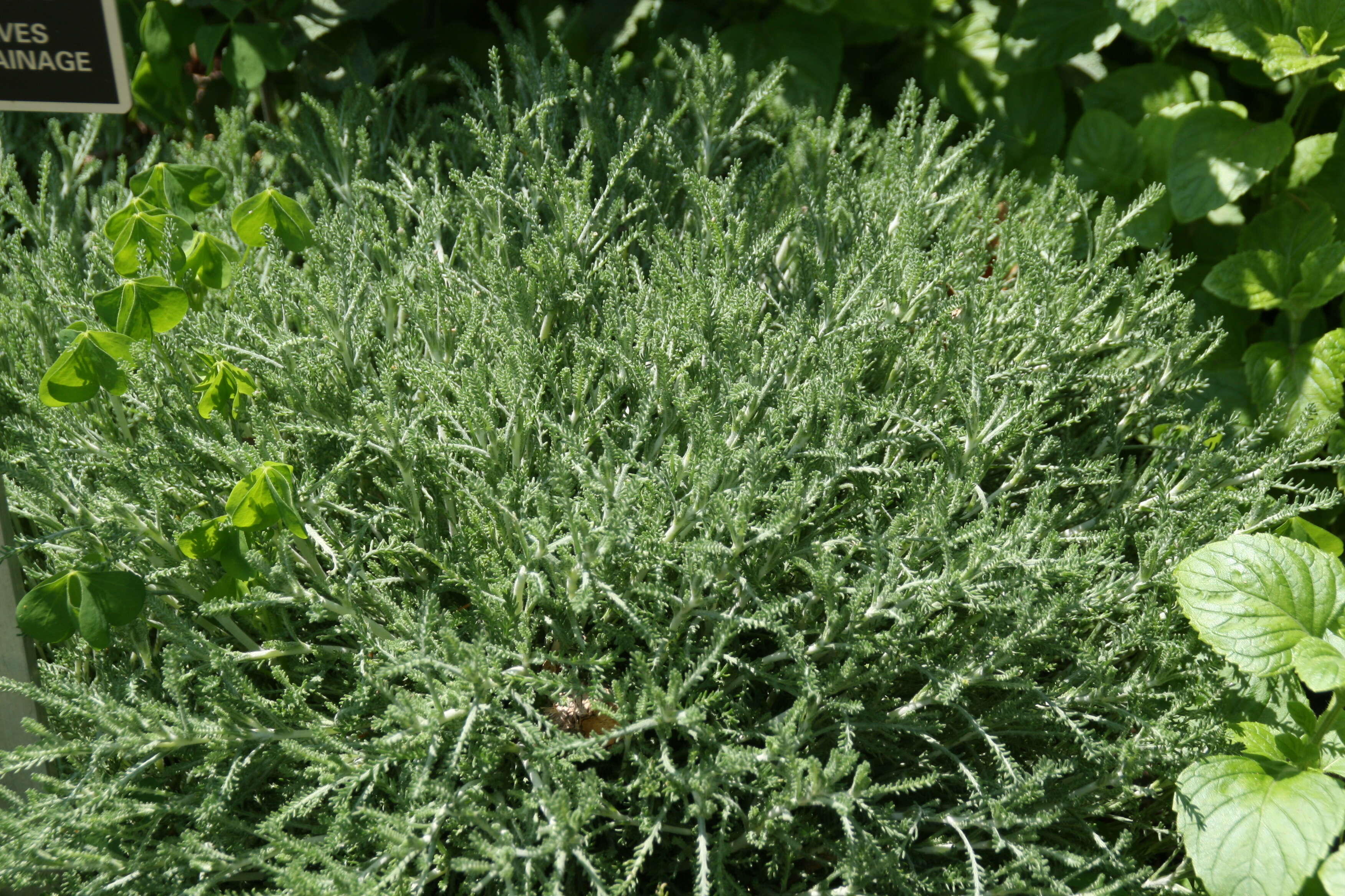 Image of lavender cotton