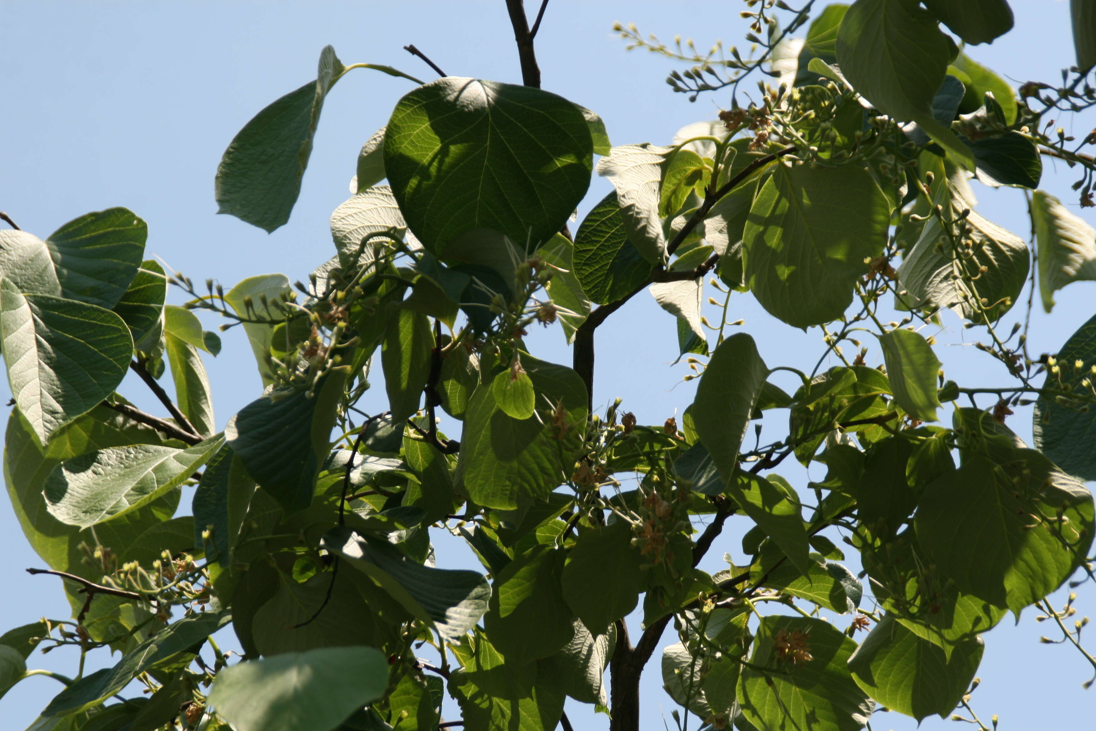 Plancia ëd Styrax obassia Siebold & Zucc.