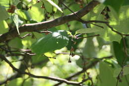 Plancia ëd Styrax obassia Siebold & Zucc.