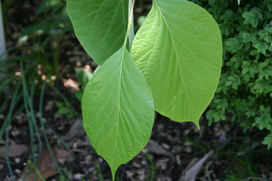 Plancia ëd Styrax obassia Siebold & Zucc.