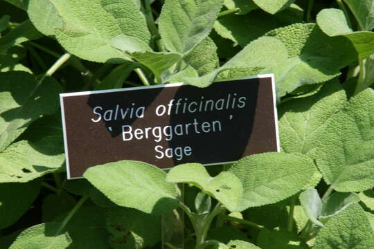 Imagem de Salvia officinalis L.