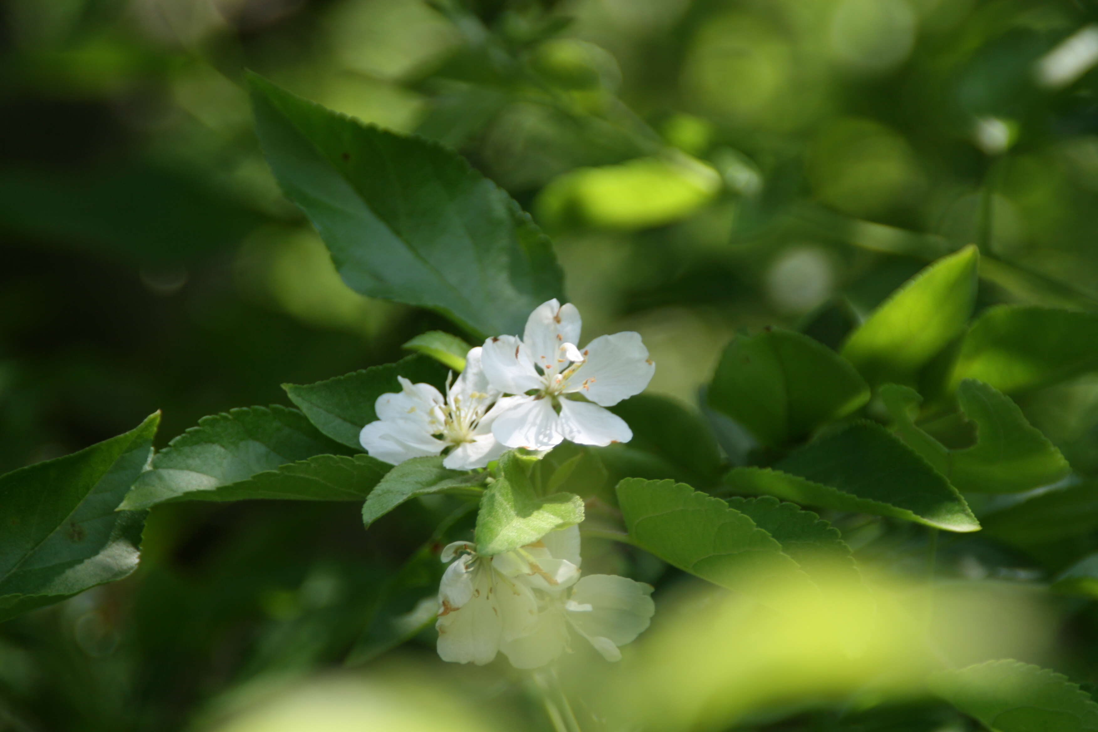 Image of apple