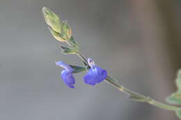 Image of Salvia chamaedryoides Cav.