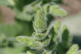 Image of silver sage