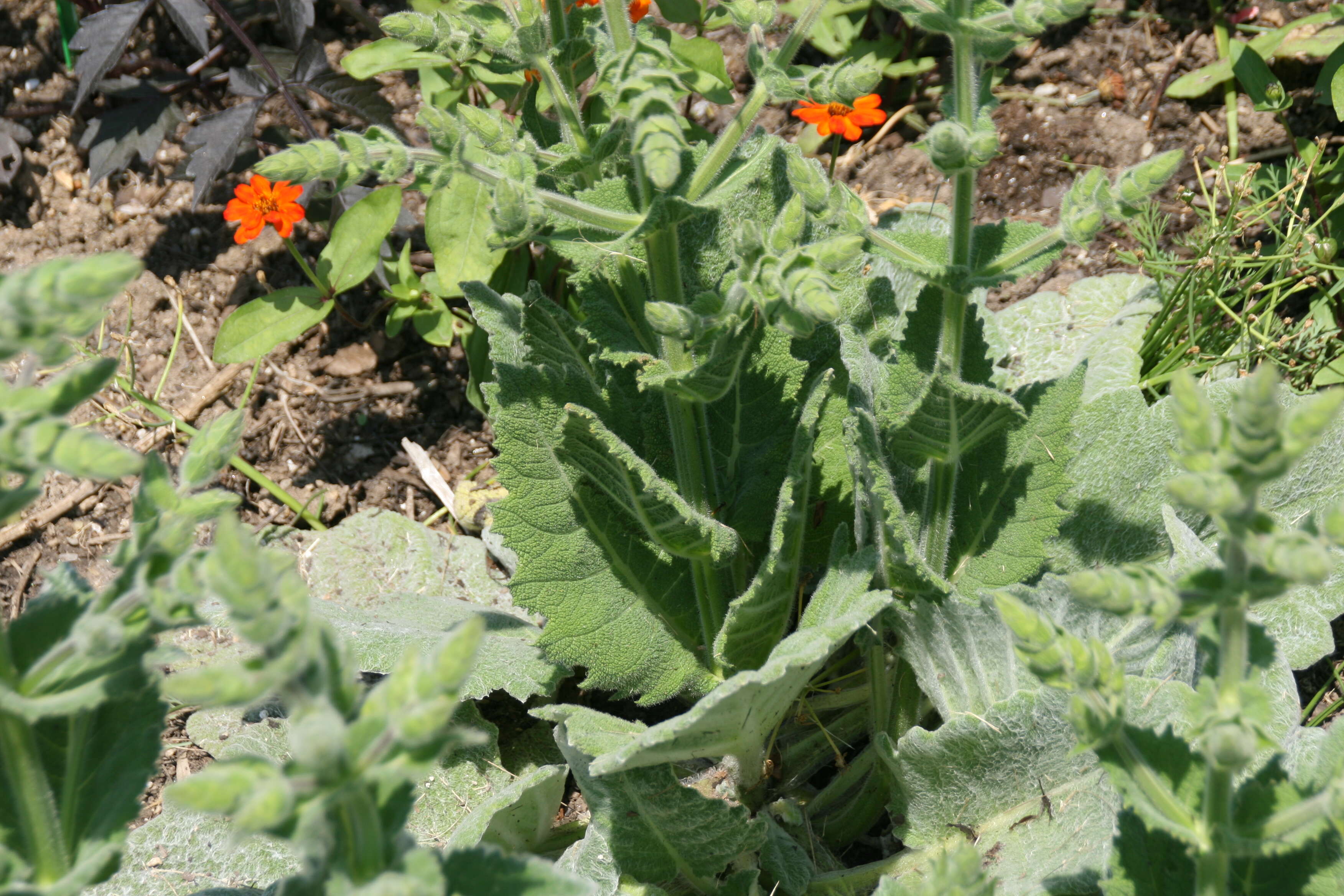 Image of silver sage