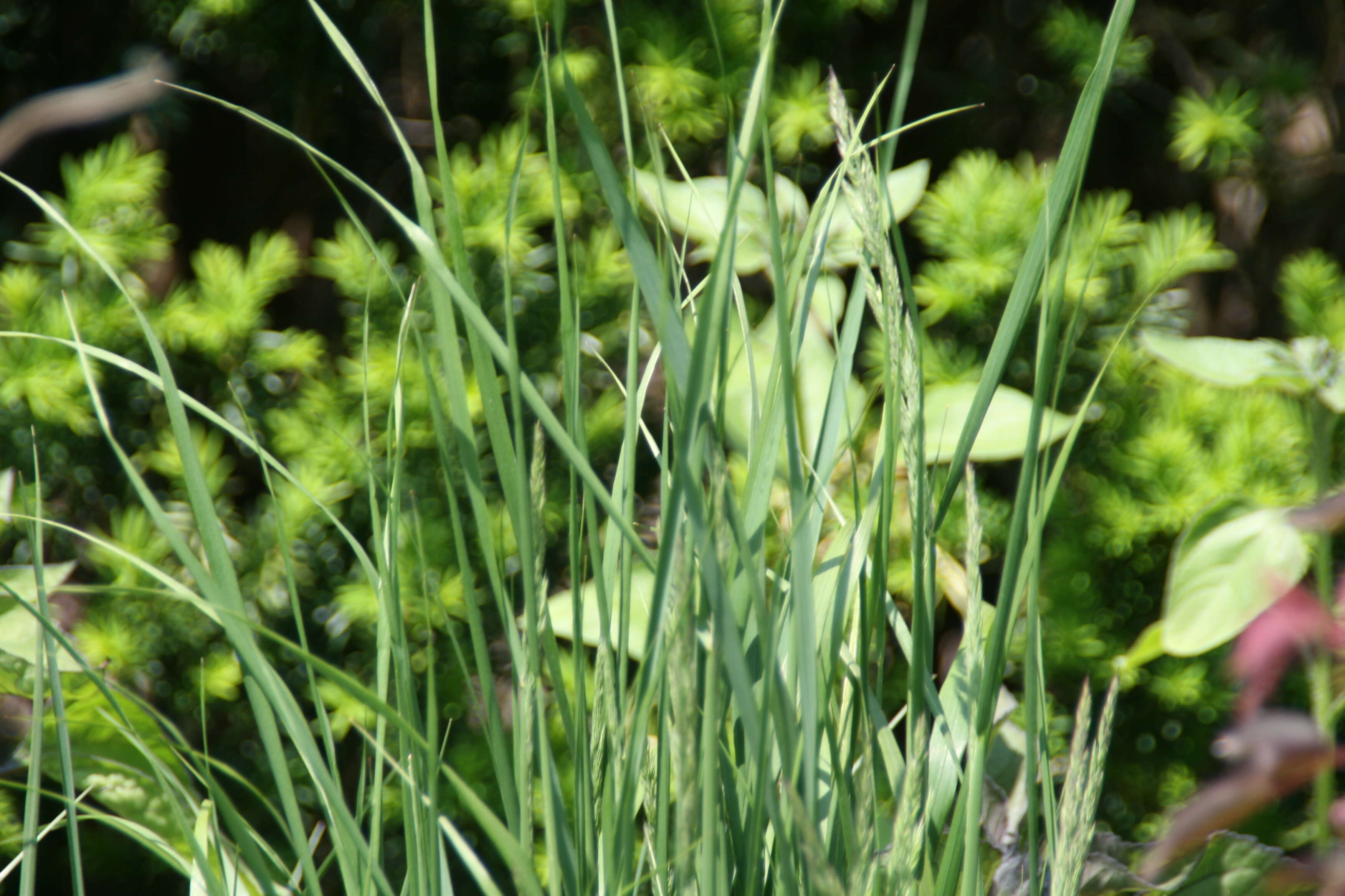 Imagem de Panicum virgatum L.