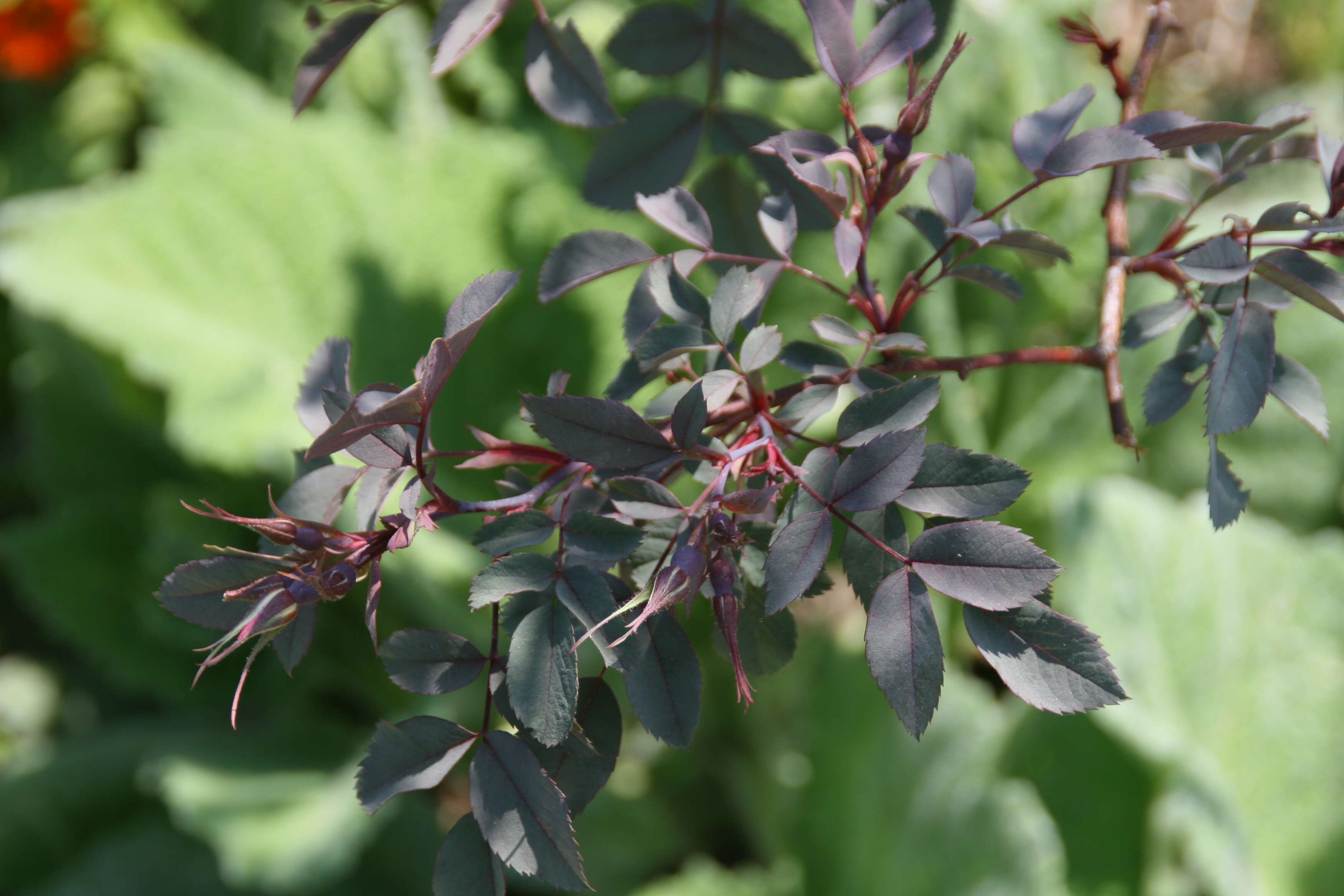 Plancia ëd Rosa glauca Pourret